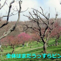 お花見2