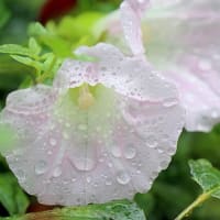  今日も雨模様