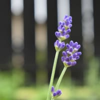 眠り誘う香りの花。