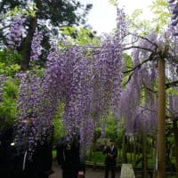 藤の花が見ごろを迎えた奈良「春日大社　萬葉植物園」。雅な姿にうっとり…