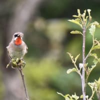 ノゴマがいた！