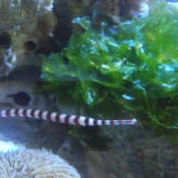 採集したスズキ稚魚の餌 海人タカとマリンアクアリウム 採集したスズキ稚魚の餌 海人タカとマリンアクアリウム