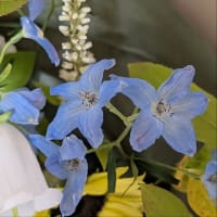 大飛燕草、風鈴草、芹葉飛燕草。