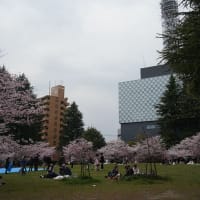錦町公園の桜