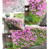 花巡り　ツツジ－その411　齋藤修家の花  ツツジ(オオムラサキ)
