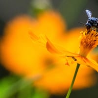 幸せを呼ぶ青い蜂「ブルービー」