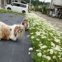 梅雨入りしました
