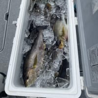７月2日から〜４日の釣果〜🎣🐟