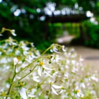 竹林とユキノシタ（板橋区赤塚植物園 2025.5.24撮影）