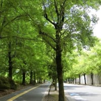 2025.7.11の「三色彩道」です