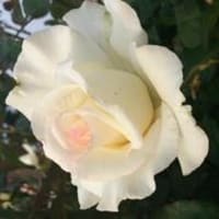 主は私を広い所に連れ出す  （詩篇１８：１９）