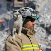 129時間後に救出された猫【トルコ・シリア地震】