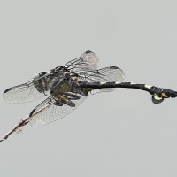 ウチワヤンマ