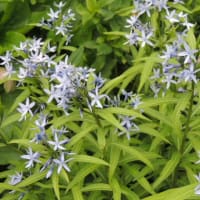 ちょ、ちょっと待ってよ＊開花が早すぎる＊