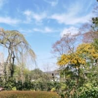 川越桜めぐり(中院, 喜多院)