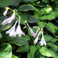 令和7年のギボウシ販売について⑤　今咲いているギボウシの花