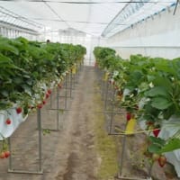 いちご狩り🍓