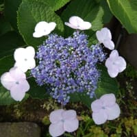 散歩路の紫陽花