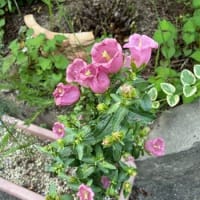 ５月～６月を彩った花たち　&　６月の紫陽花の　おまじない＾＾