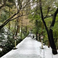 2025年2月1日　白山比咩神社表参道