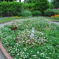 多摩川台公園あじさい園　　東急電車と多摩川　　　　８