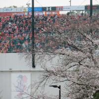 最古の県営公園の桜と日本一の桜回廊