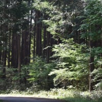 林道で  タニウツギの花