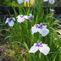 大船フラワーセンター６月の花散歩２