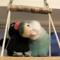 アゲハさんが大変🌀