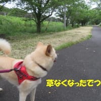 イチョウさんの花は？
