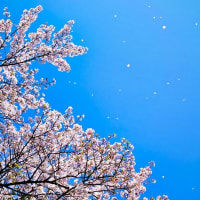 山陰の桜　伯太町の花吹雪　4月7日撮影分　動画でお楽しみください