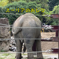 シャオシャオのおしり