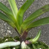 春霞?白牡丹?