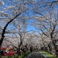 花見！ 桜満開の清洲城へ！