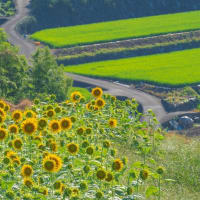 南島原市・南串山町のヒマワリ畑　　2024/8/3