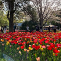 昭和記念公園でお花見
