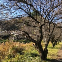 紅葉の激混み時期でも空いている高尾山のコース