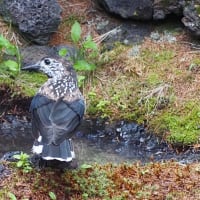 奥庭でホシガラスを見てきました（2025年6月18日）