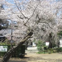 綺麗な桜から禅とバイク