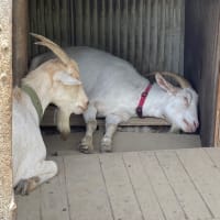 山羊牧場〜あれ？こゆきどうした？