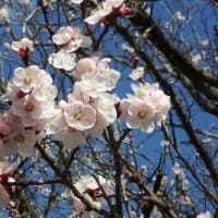 杏子（ｱﾝｽﾞ）園芸品種五分咲き