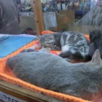 モスクワの動物市場