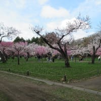 北海道神宮の桜