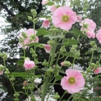 神田川・六月の花