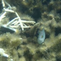 霊的師匠のお魚さん