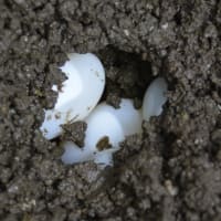 諦めきれずに掘ってみた