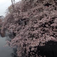 今年の桜と近況
