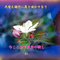 あそびこころ写真５７５『　大雪も遊行に花を咲かすなり　』ｘｔｘ０８０１