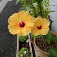 ハイビスカス