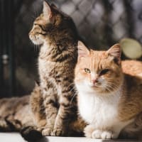 🐱 野良猫へのエサやり問題